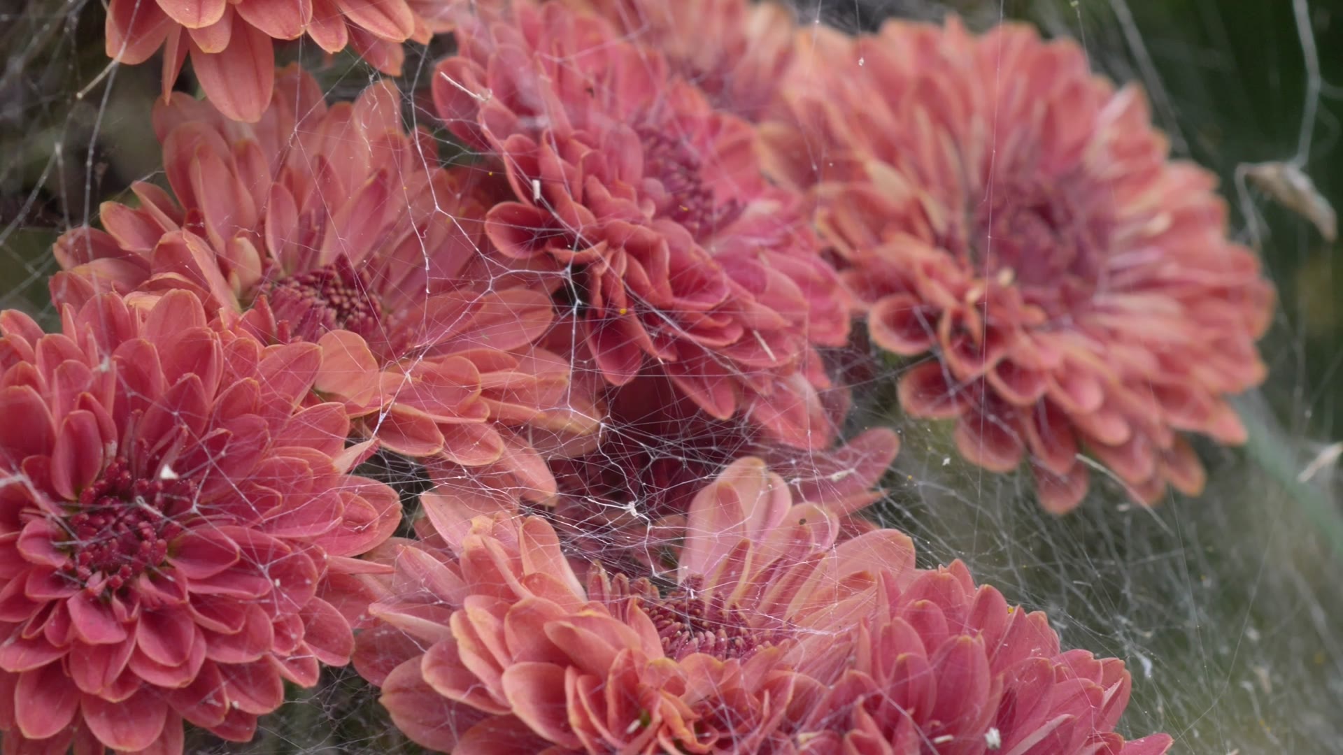 Coral-pink flowers with fine strands of spiderweb stretched between the petals.